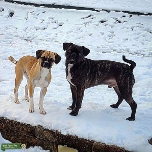 Looking for Bugg (Boston Terrier/Pug) Listing Image