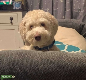 All white stud Labradoodle Listing Image