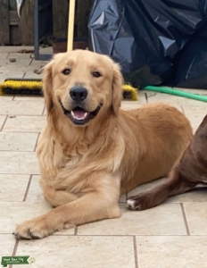 AKC Golden Retriever Stud Listing Image