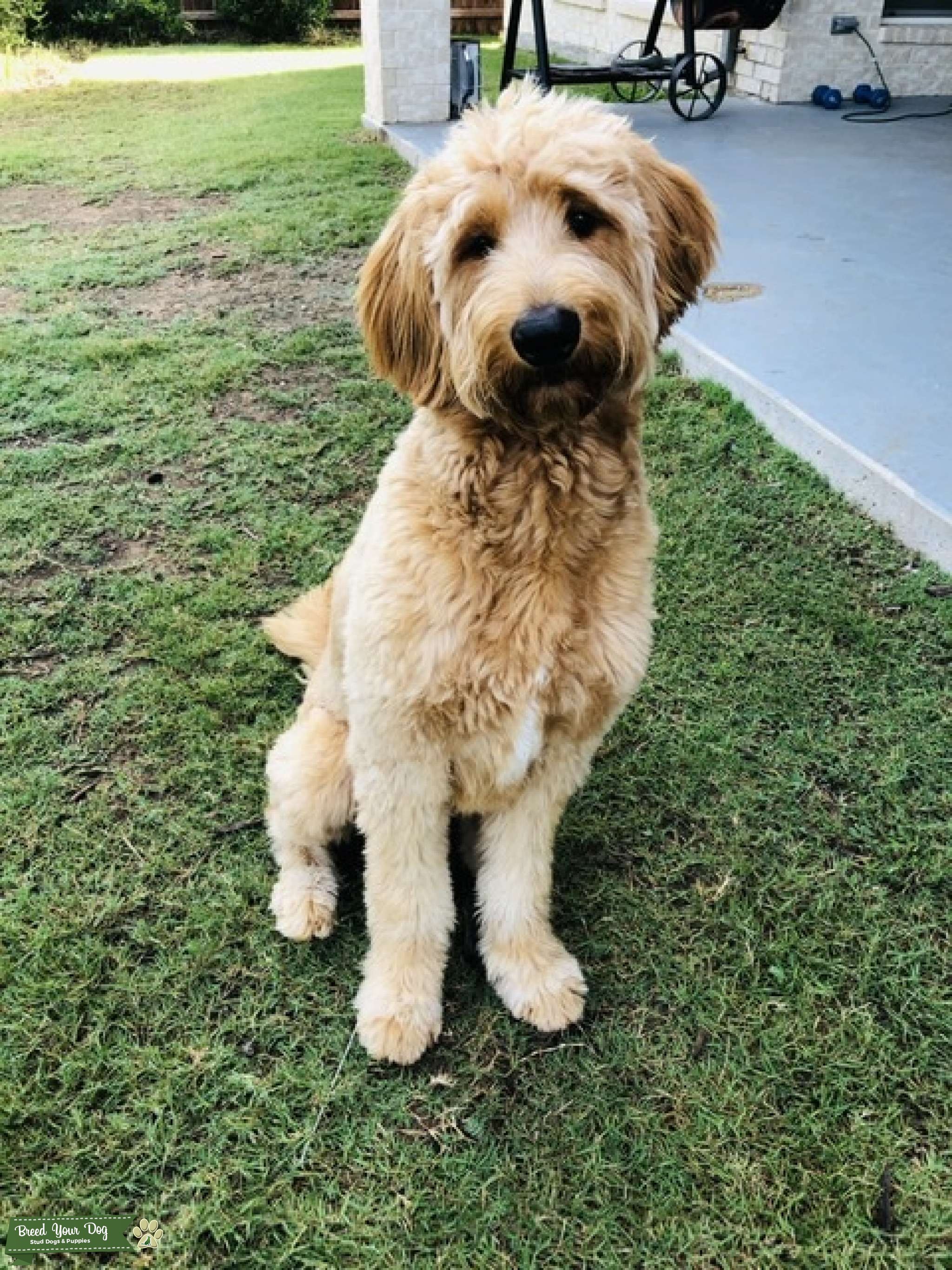 Texas Goldendoodle! Looking for a date! Stud Dog Texas Breed Your Dog
