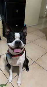 Boston terrier stud  Listing Image
