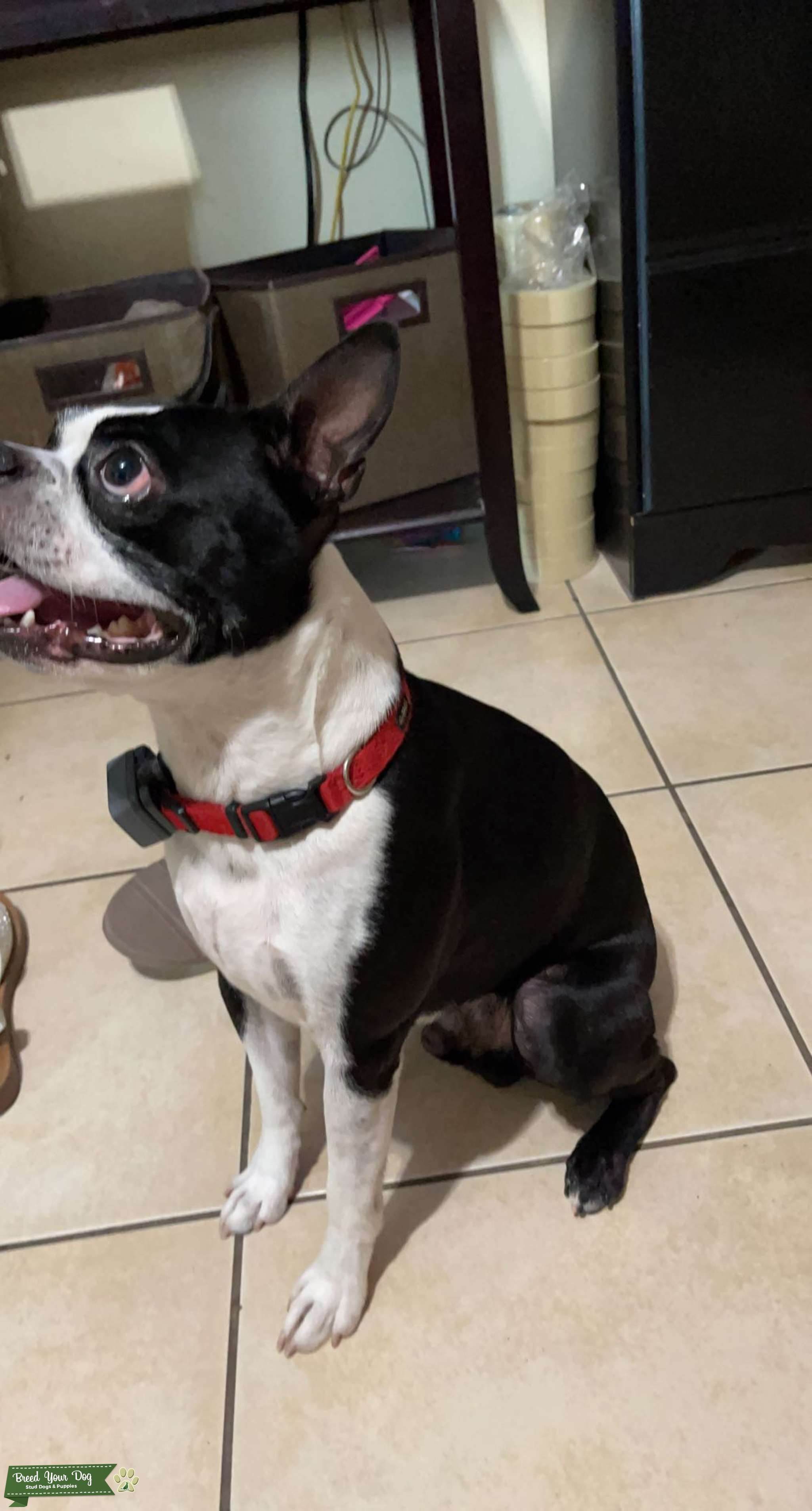 Boston terrier stud Stud Dog in Arizona, the United States Breed