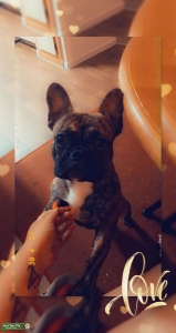 Brindle Frenchie Listing Image