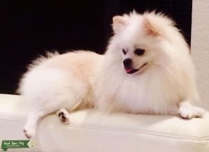 White pomeranian stud looking for mate Listing Image
