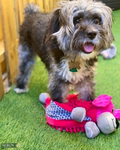 F1 Mini Aussiedoodle - Aussiepoo  - GENETICS, HEALTH, BREED TESTED Listing Image