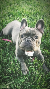 AKC Blue&white Frenchie Listing Image