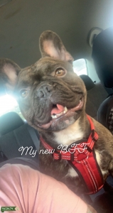 Brindle French Bulldog Listing Image