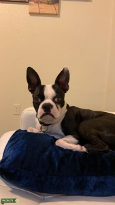 Looking for a female Boston Terrier with pedigree for breeding Listing Image