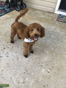 Mini Golden Doodle Listing Image