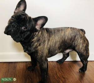 Brindle AKC French Bulldog Listing Image