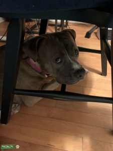 Pure breed brindle Staffy Listing Image
