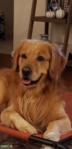 Golden Retriever Listing Image