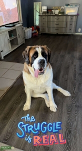Soft coat St. Bernard  Listing Image