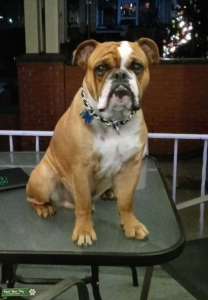 English Bulldog-22 month Listing Image
