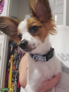 Papillon Stud Listing Image