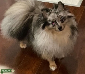 Merle with Tan gorgeous thick and long coat Listing Image
