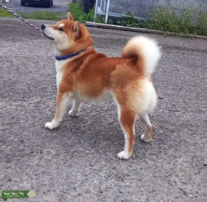 Kc shiba for stud duties  Listing Image