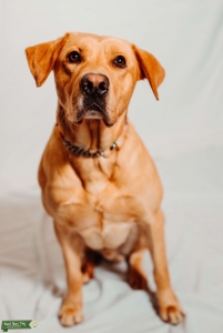 Full Breed Yellow Labrador Retriever  Listing Image