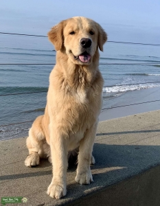 Golden Retriever Listing Image