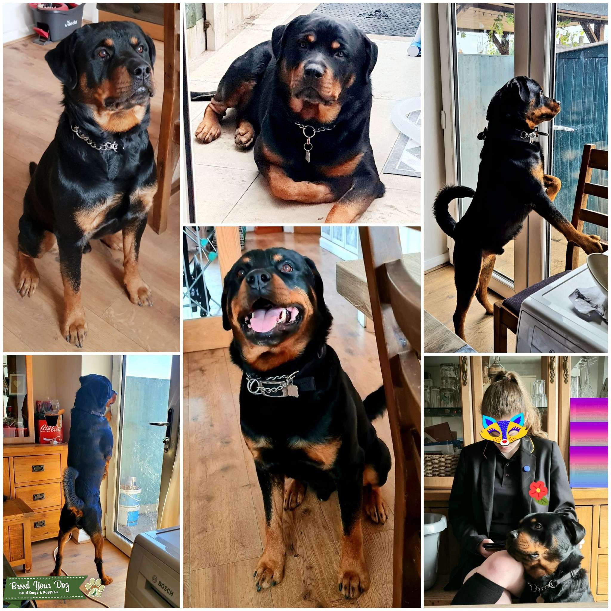 Rottweiler Stud Stud Dog in Wigan, United States Breed Your Dog