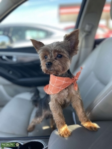 Small black and brown Yorkie Listing Image