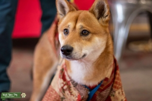 Red Male Stud, unique temperament, willing to travel Listing Image