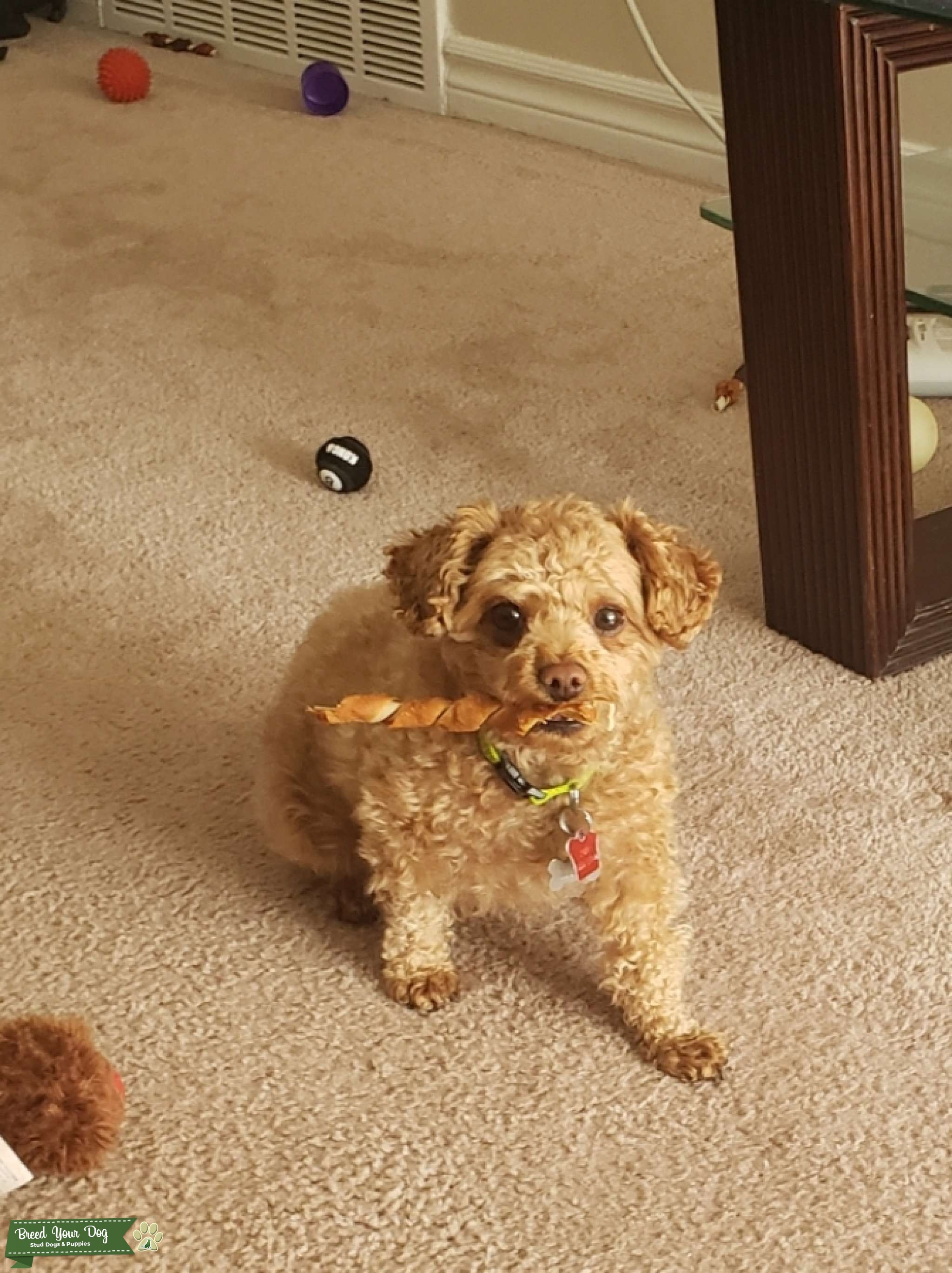 Stud Stud Dog in Michigan, the United States Breed Your Dog