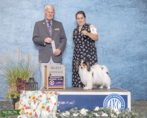 Conformation/ Sport Papillon  Listing Image