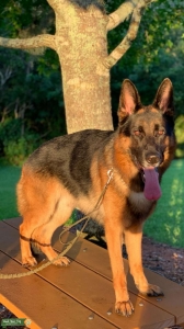 AKC German Shepherd Listing Image