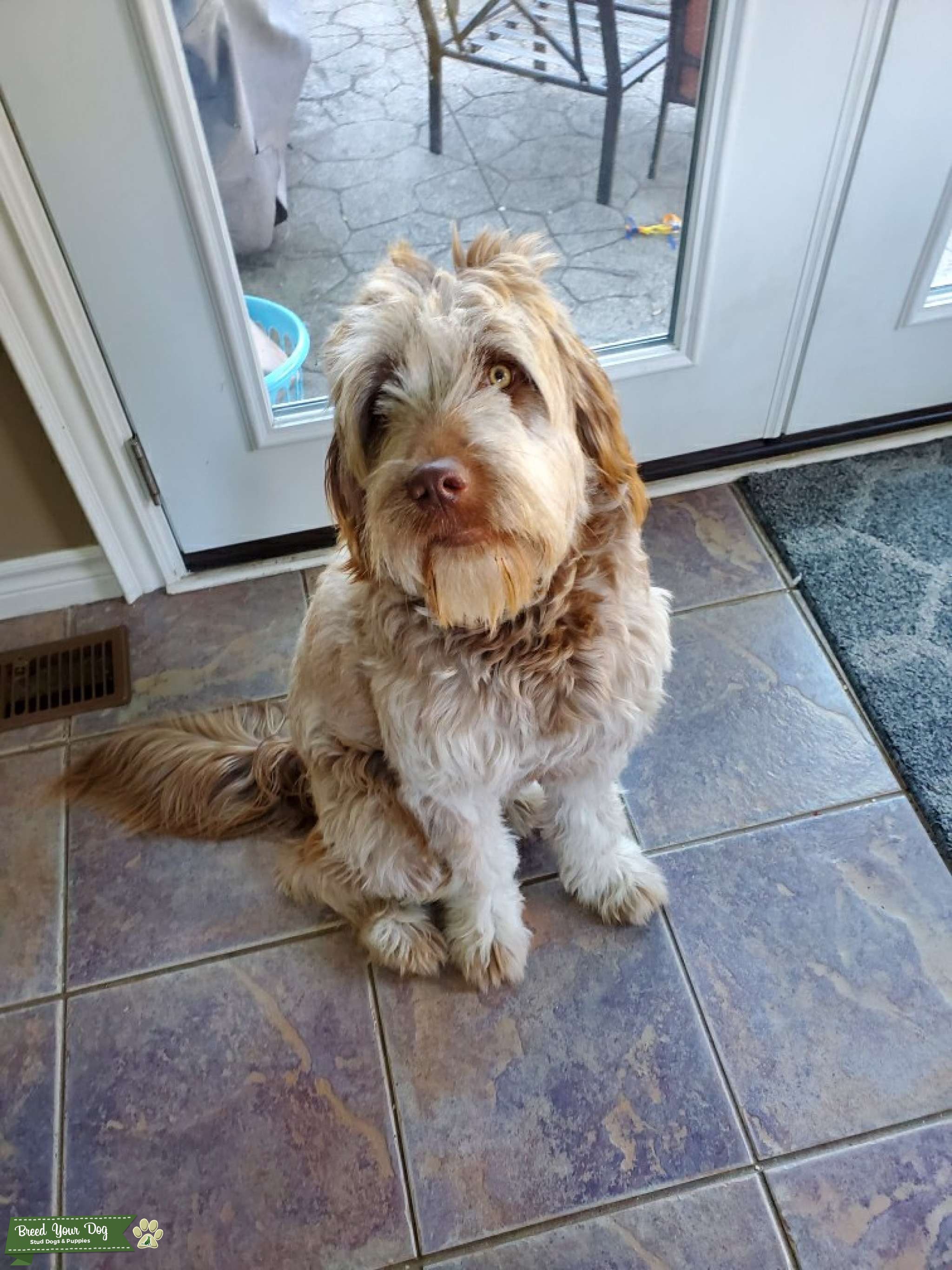 Labradoodle/spaniel mix looking for male Stud Dog in Northumberland