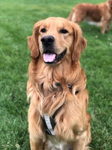Champion line dad Golden Retriever  Listing Image