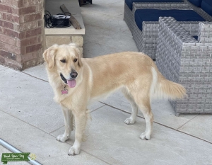Golden Retriever  Listing Image