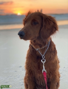 Goldendoodle Stud Listing Image