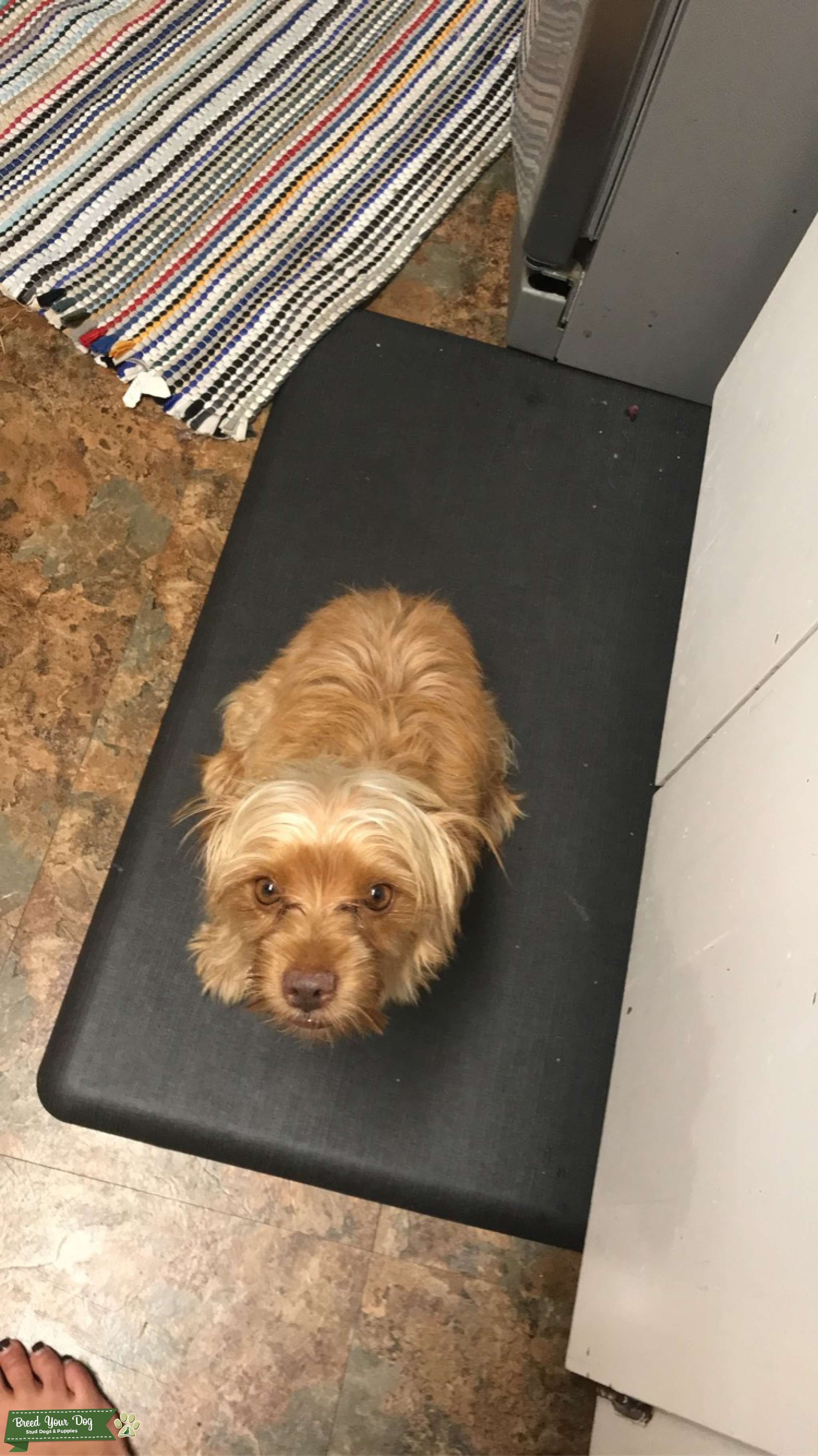 Stud Stud Dog Florida Breed Your Dog