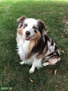 Brownie is ready for a girlfriend - Standard Red Merle Aussie with blue eyes Listing Image