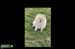Pomeranian  Listing Image