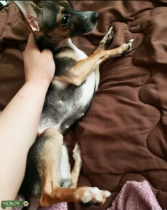 Female chihuahua  Listing Image
