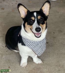 Black headed tri corgi stud looking for a future girlfriend Listing Image