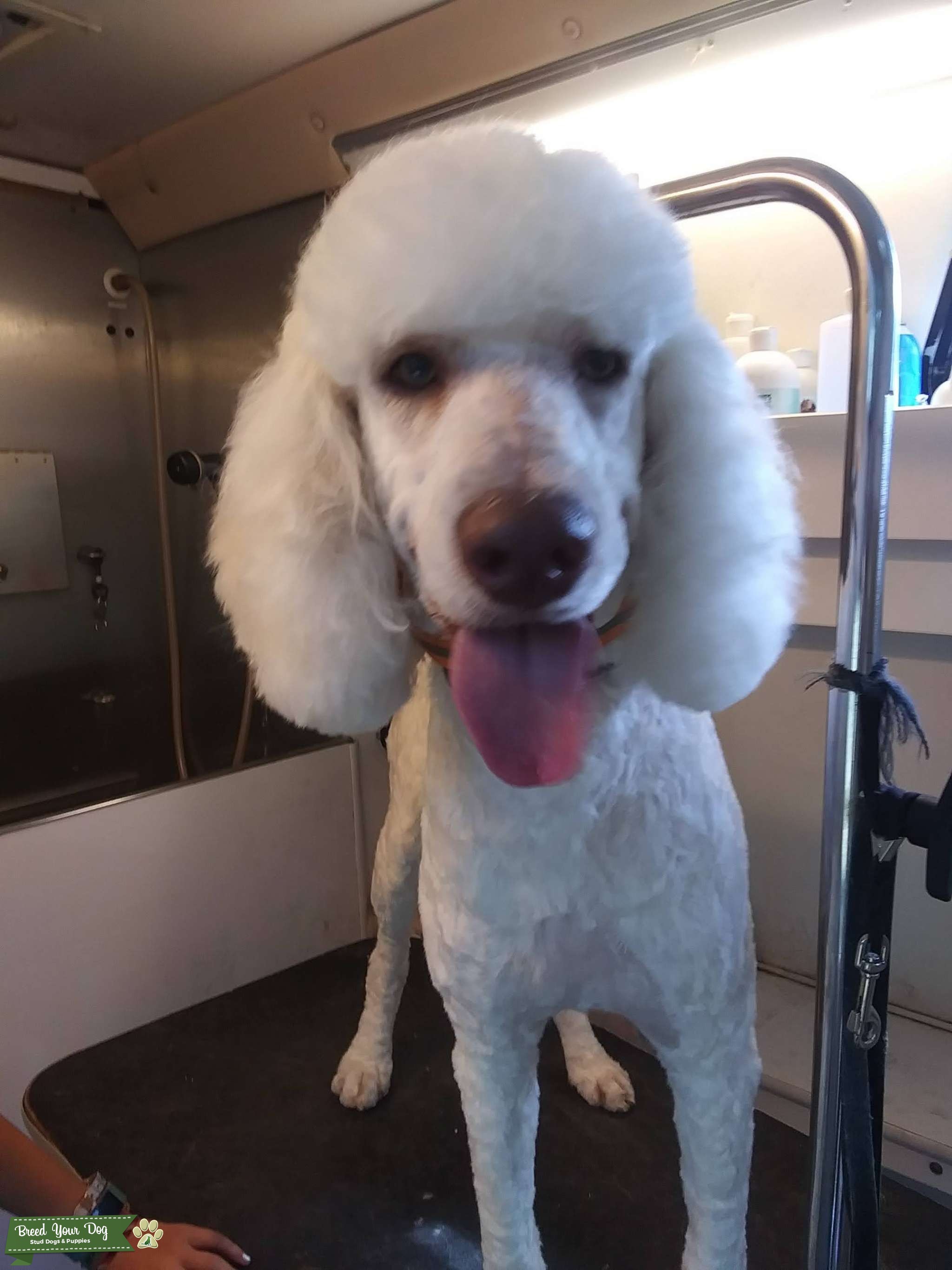 Stud service Stud Dog in Rhode Island , the United States Breed