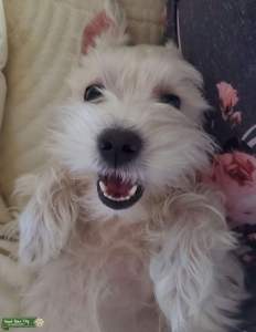 Adorable White Miniature Schnauzer w/ Soft Curly Fur Listing Image