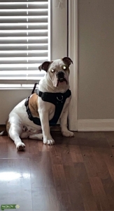 English Bulldog Stud Listing Image