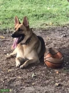 GSD looking for his Love Listing Image