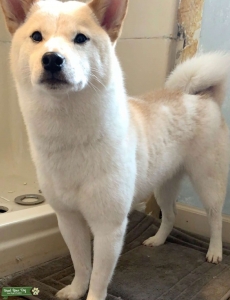 Looking for Female Shiba Listing Image