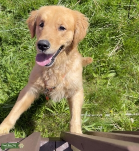 Golden Retriever  Listing Image