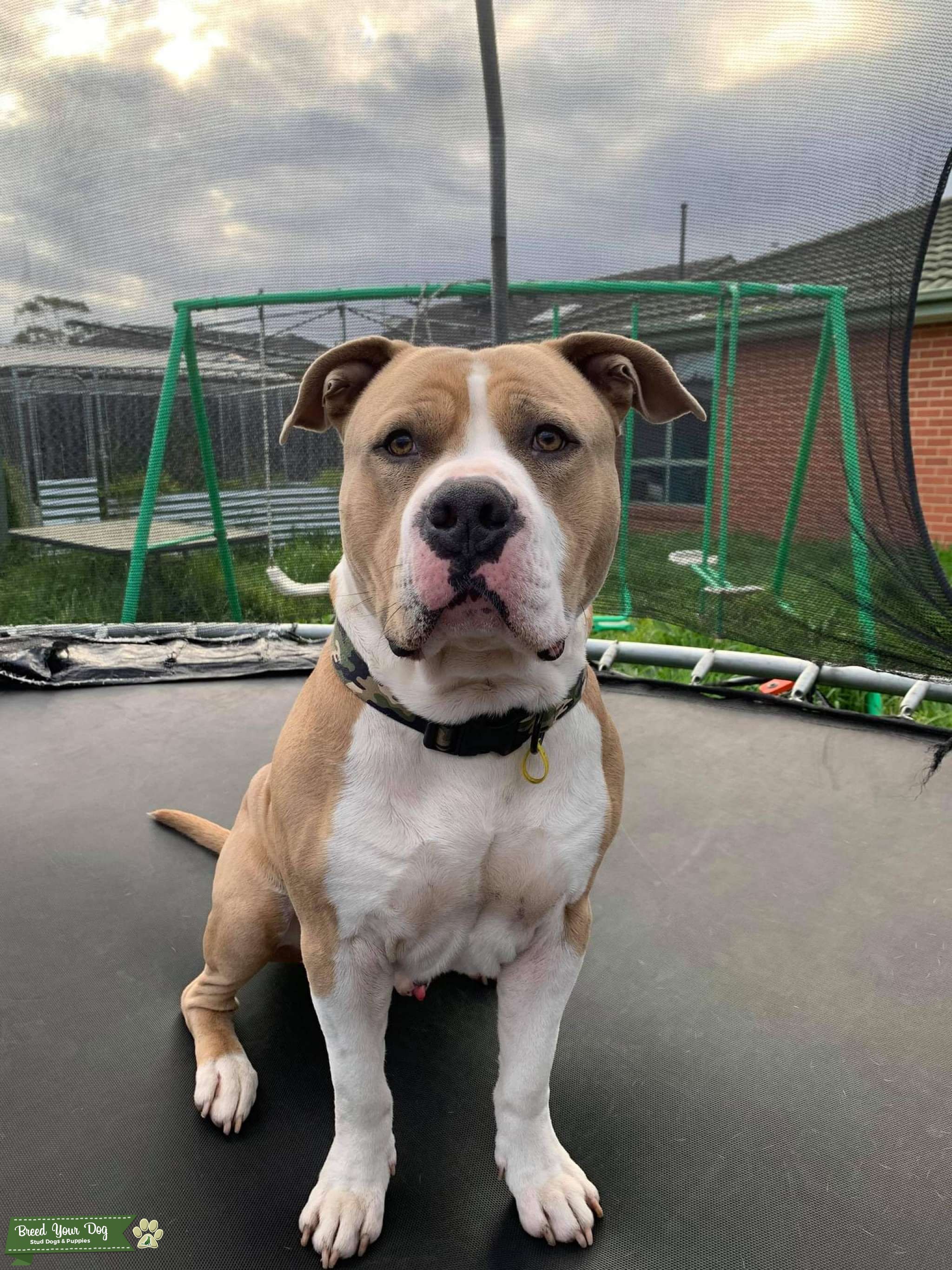 American Staffordshire stud dog Stud Dog Victoria Breed Your Dog