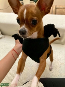 Chihuahua 2 lb for stud Listing Image