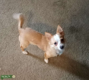 Blonde and White long haired Chihuahua Listing Image