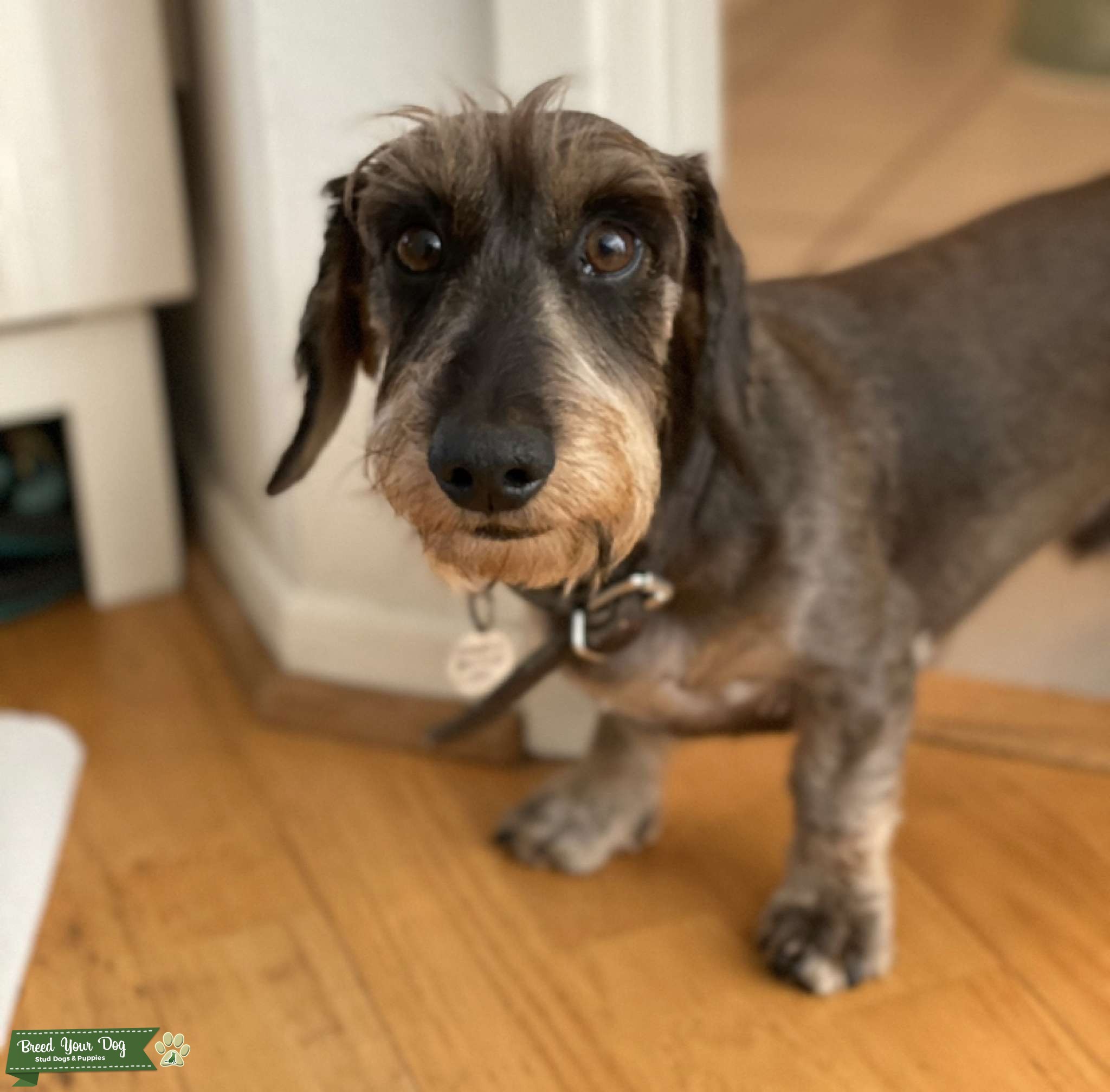 Miniature Wire Haired Dachshund Stud Dog in Los Angeles , the United States Breed Your Dog