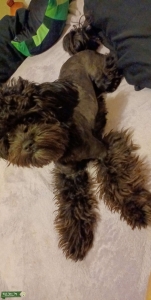 1 yr old Black ShihPoo Listing Image