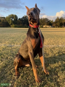 Blue Doberman  Listing Image